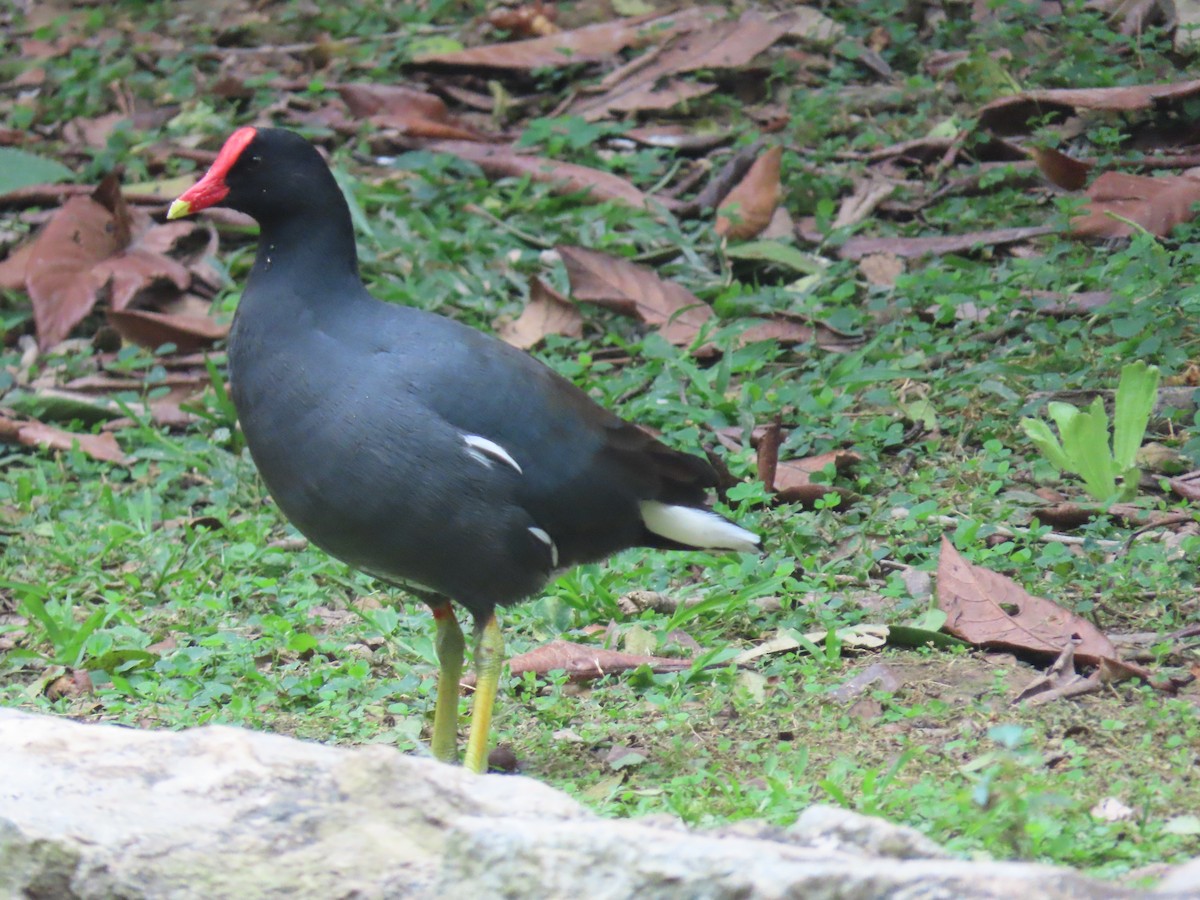 Gallineta Americana - ML646804829