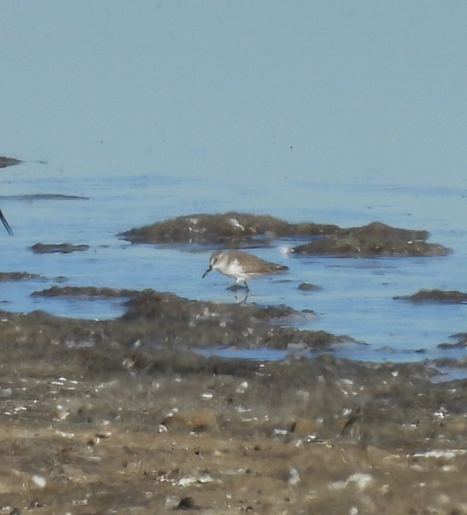 Calidris sp. - ML646804830
