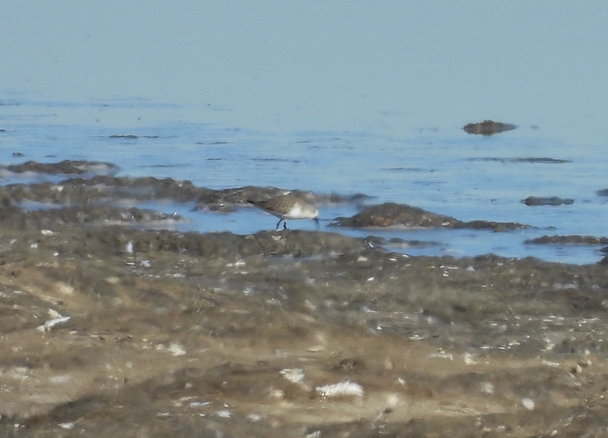 Calidris sp. - ML646804831