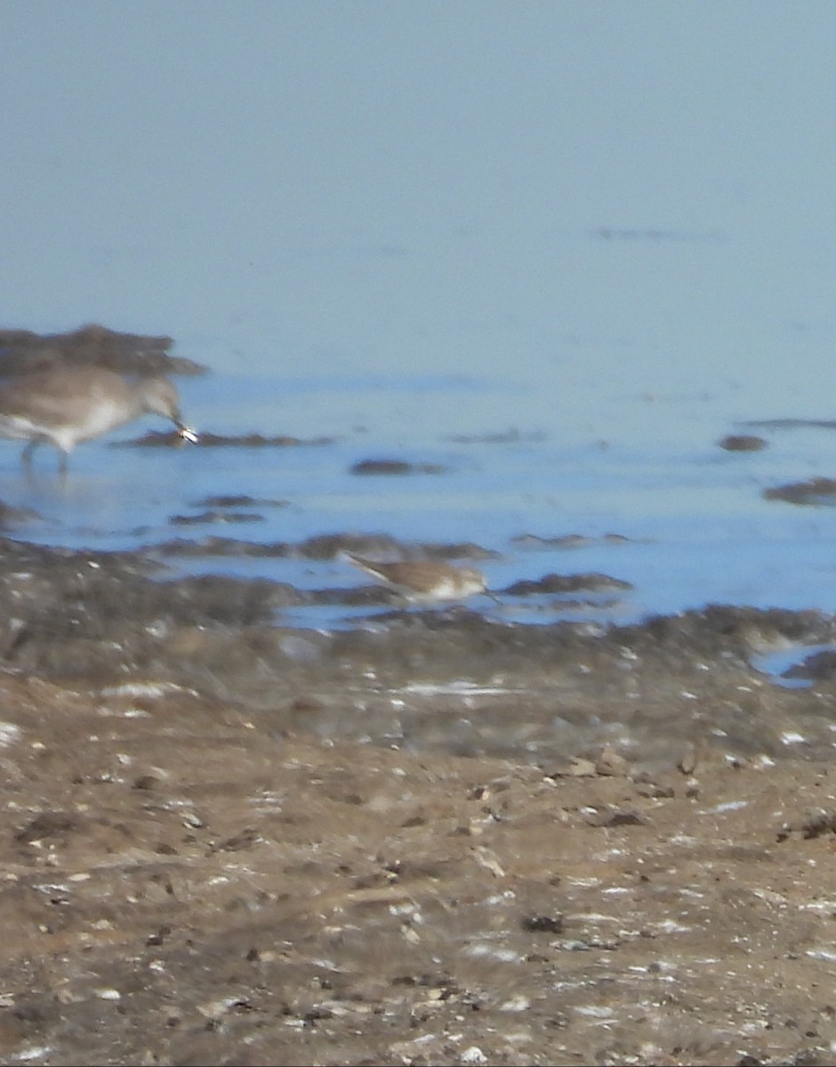 Calidris sp. - ML646804832