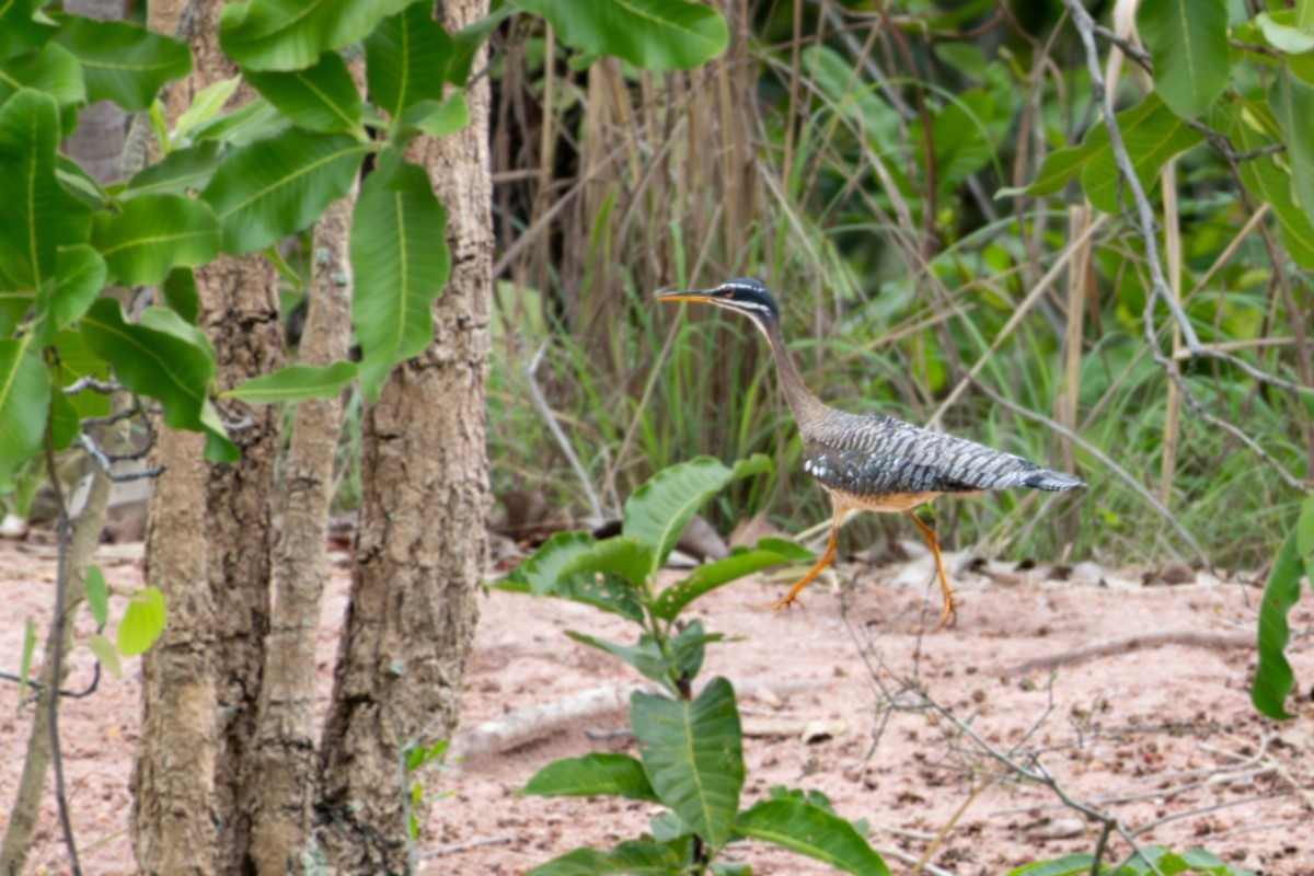 Tigana - ML646804833