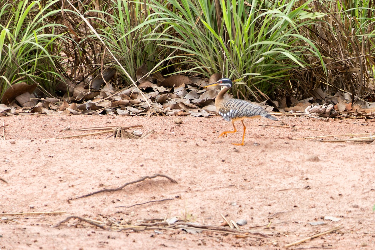 Tigana - ML646804834