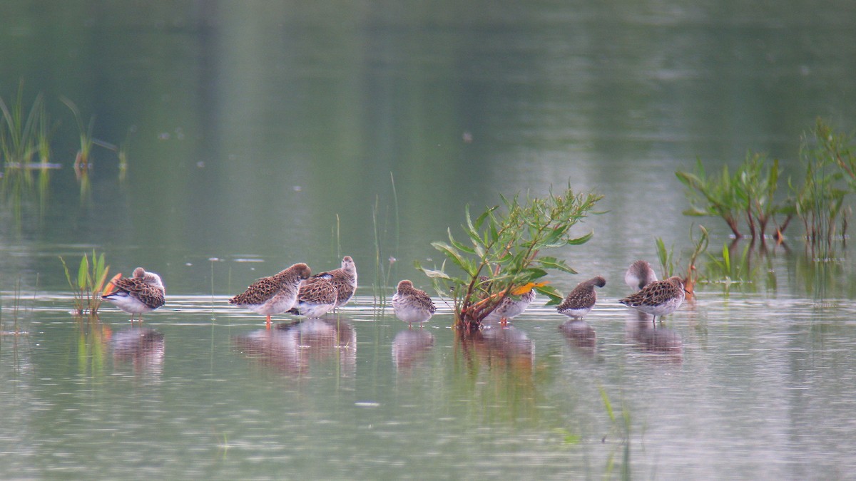 Combatiente - ML646804835