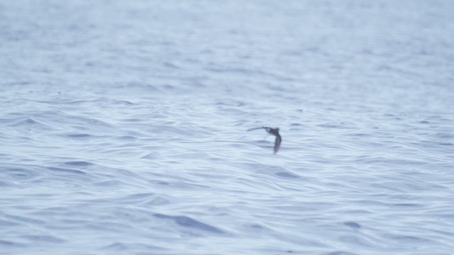 Sarı Ayaklı Fırtınakırlangıcı - ML646804837