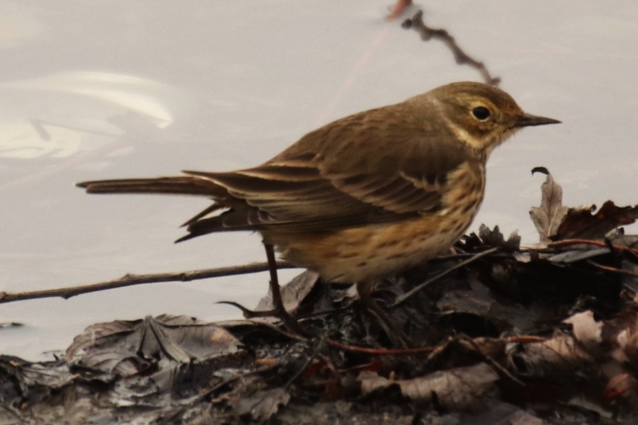 kanadapiplerke - ML646804839