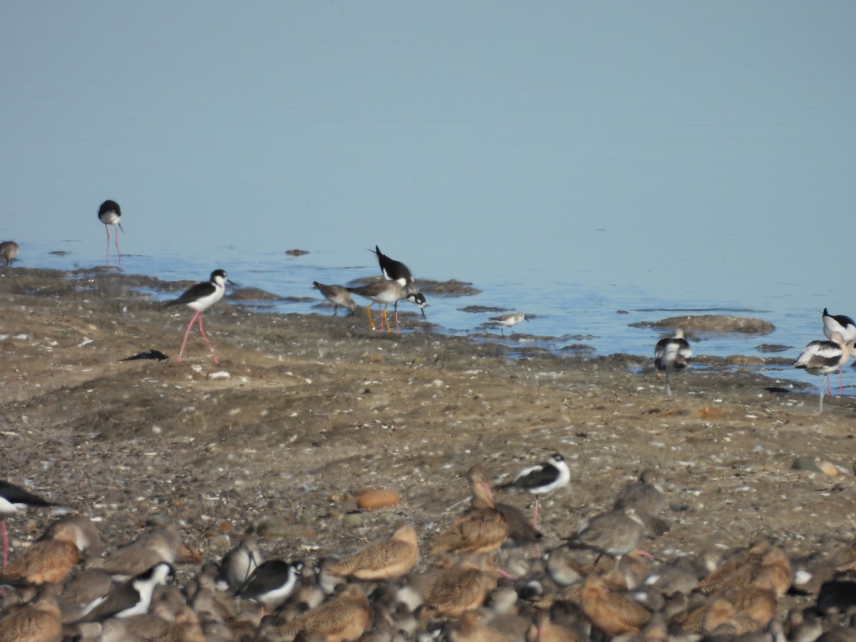 Calidris sp. - ML646804840