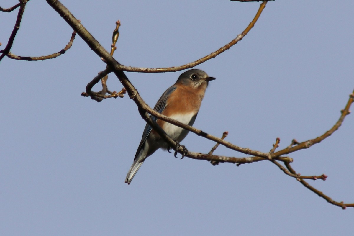 Azulejo Oriental - ML646804841