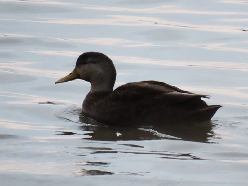 Dunkelente - ML646804849