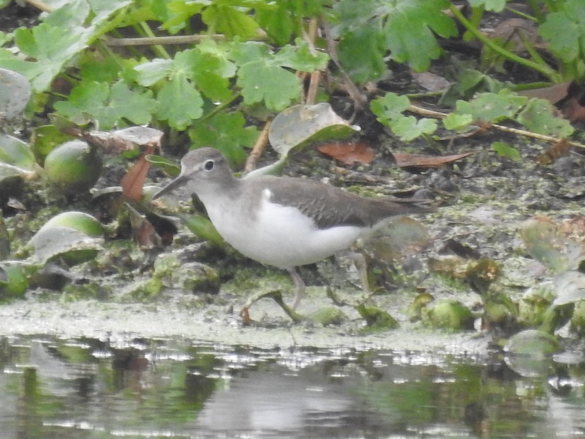 Spotted Sandpiper - ML646804850