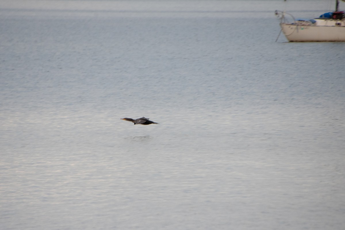 Cormoran à aigrettes - ML646804851