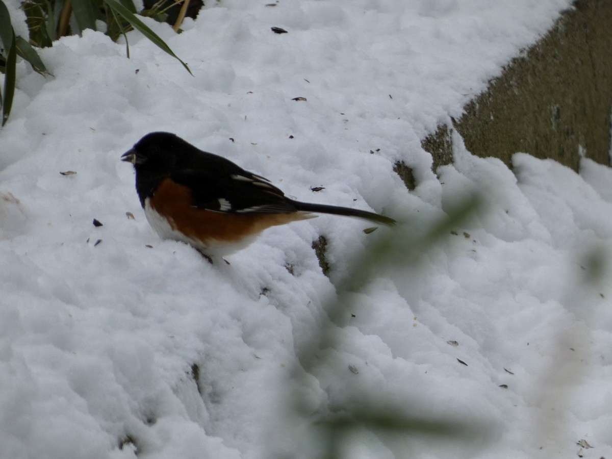 Красноглазый тохи - ML646804852