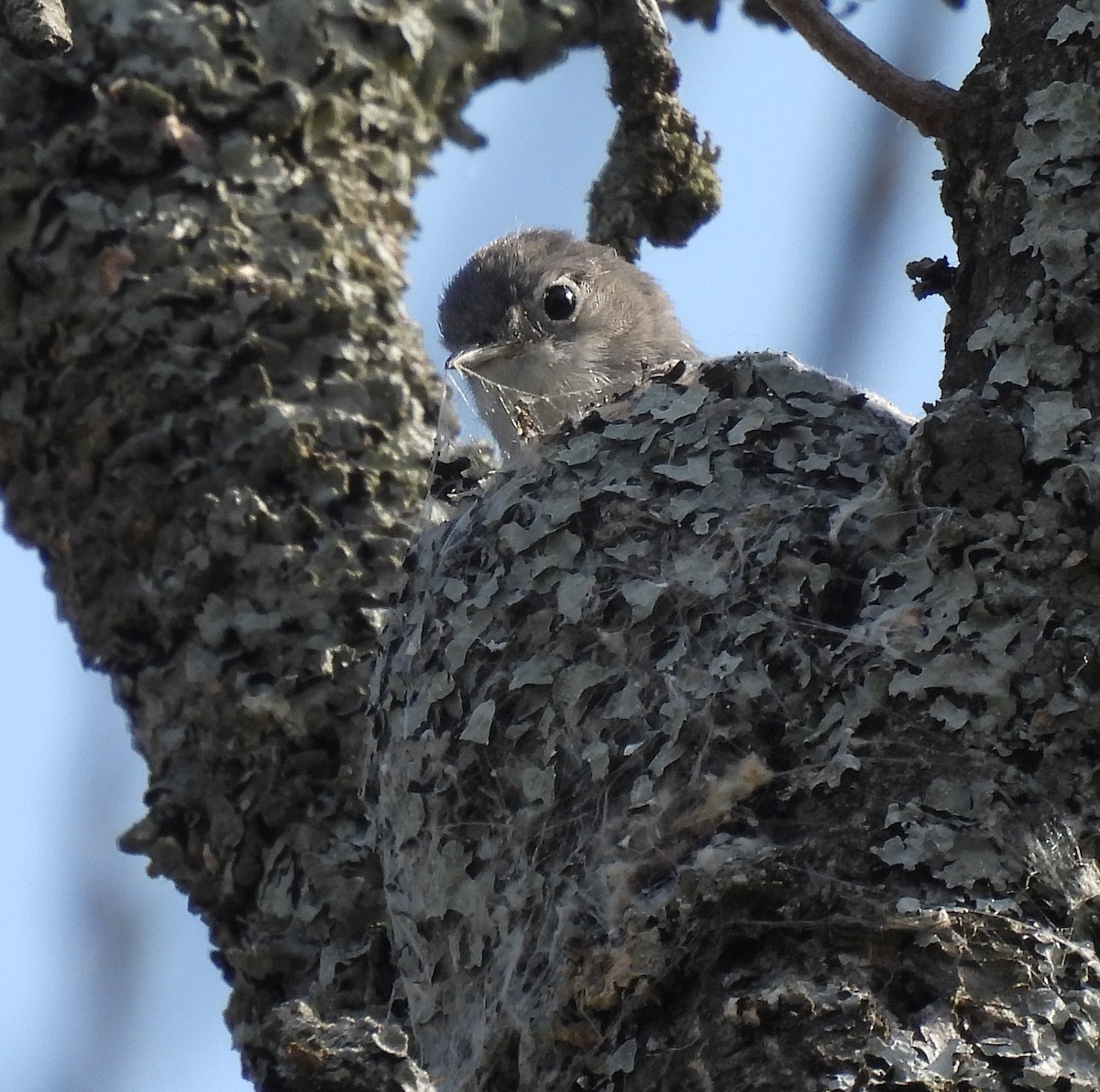 Blaumückenfänger - ML646804853
