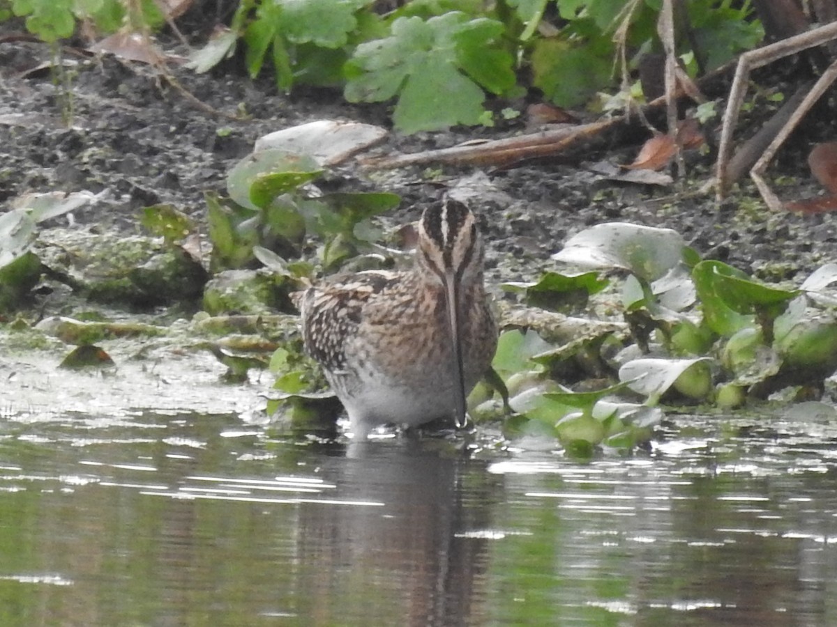 Wilson's Snipe - ML646804855