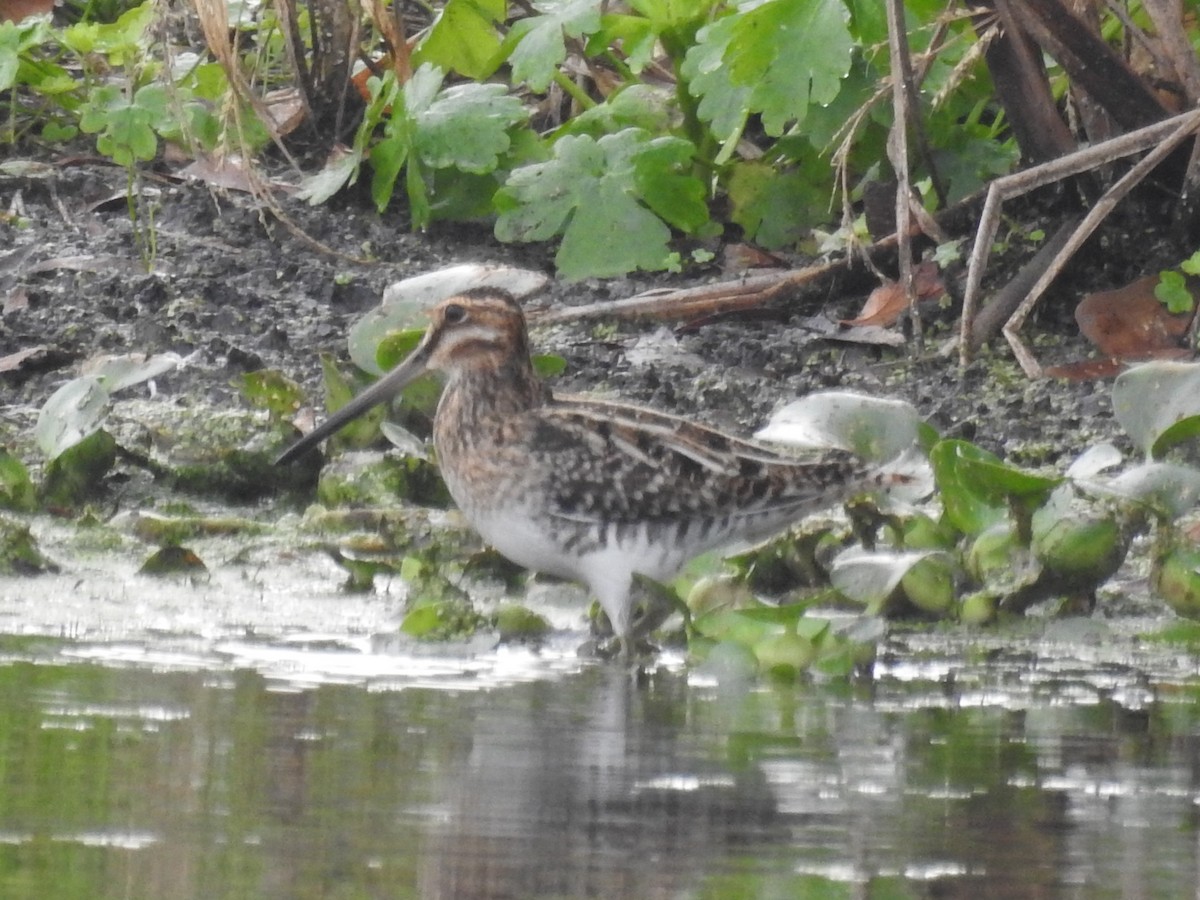 Wilson's Snipe - ML646804856