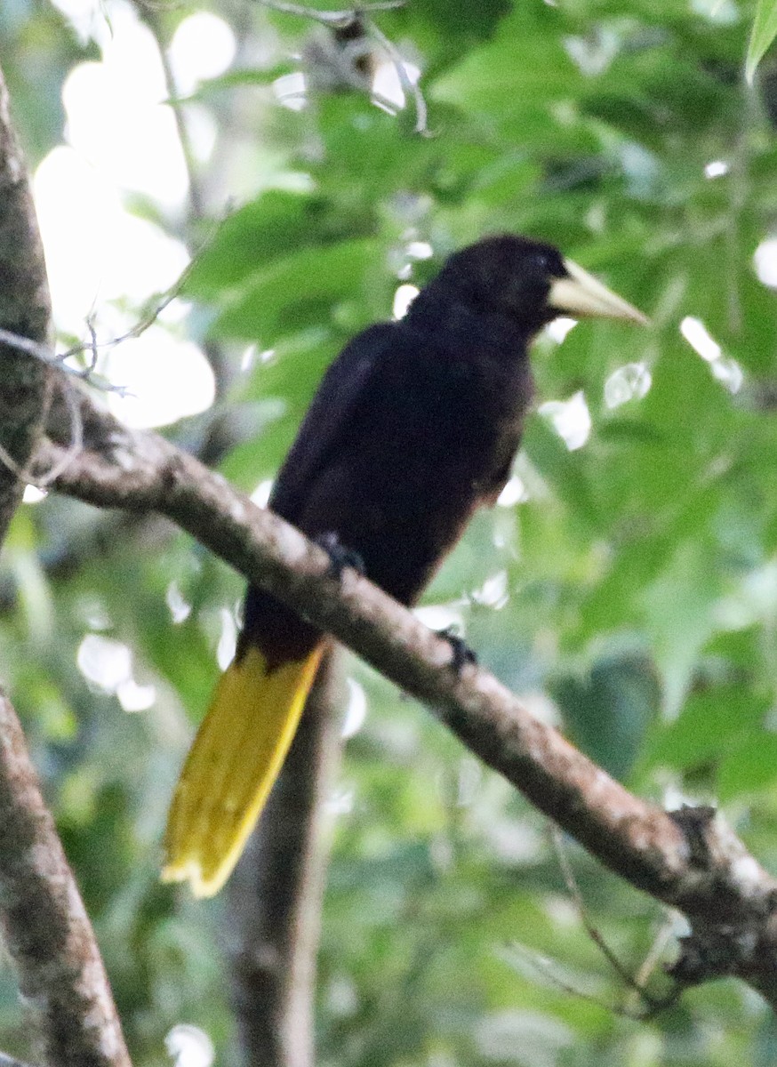 Krähenstirnvogel - ML646804857