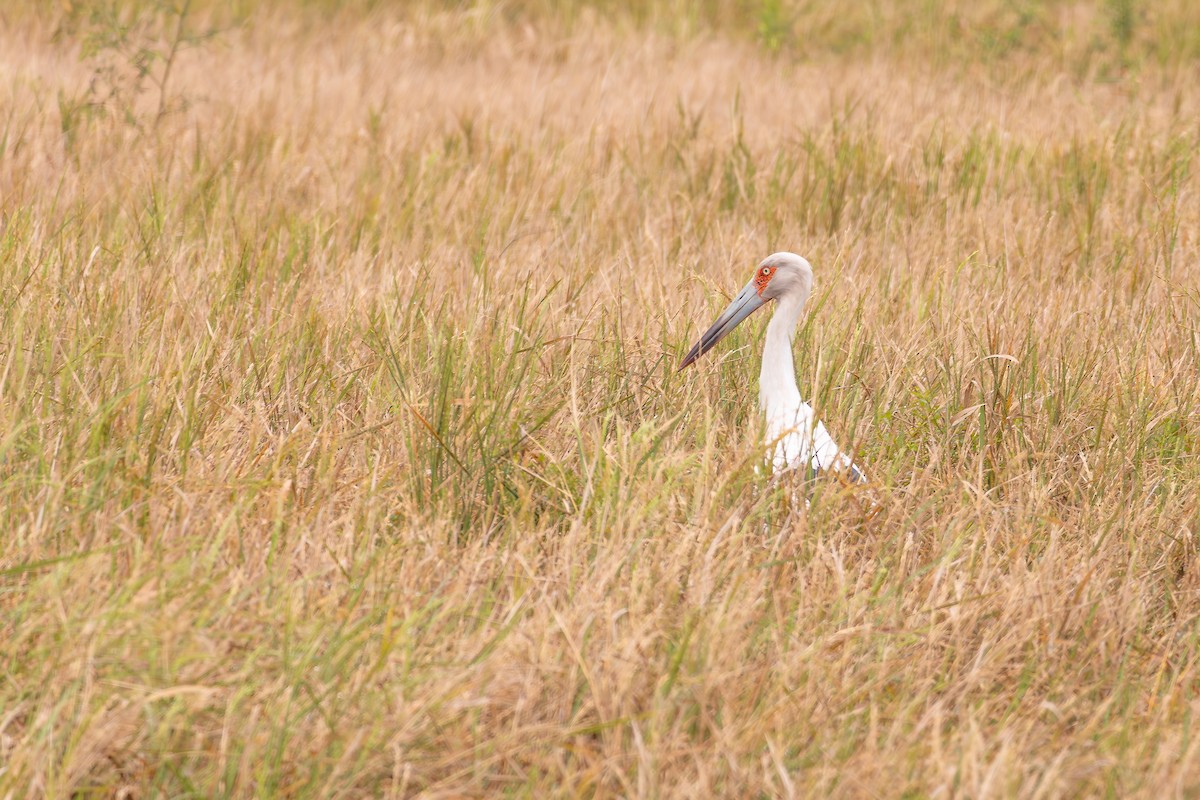Cigüeña Maguari - ML646804859