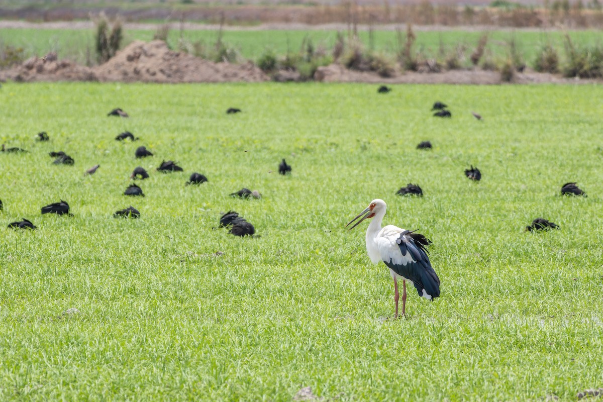 Cigüeña Maguari - ML646804860