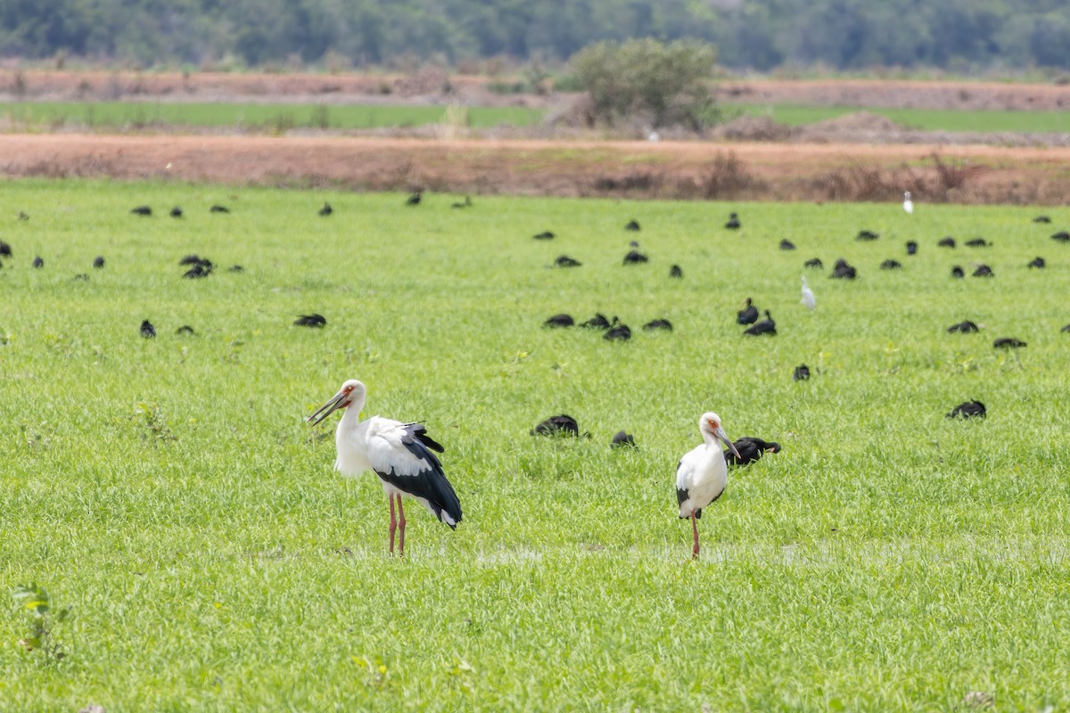 Cigüeña Maguari - ML646804861