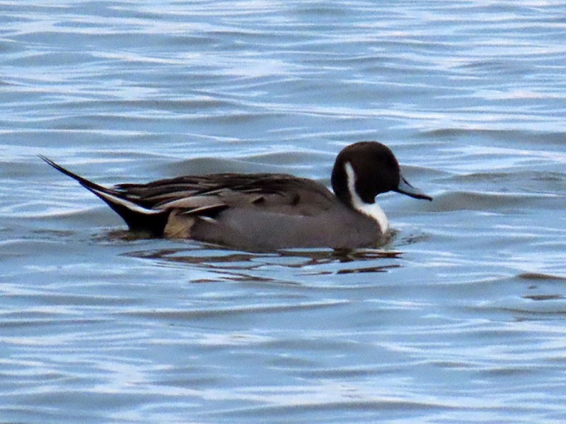 Spießente - ML646804863