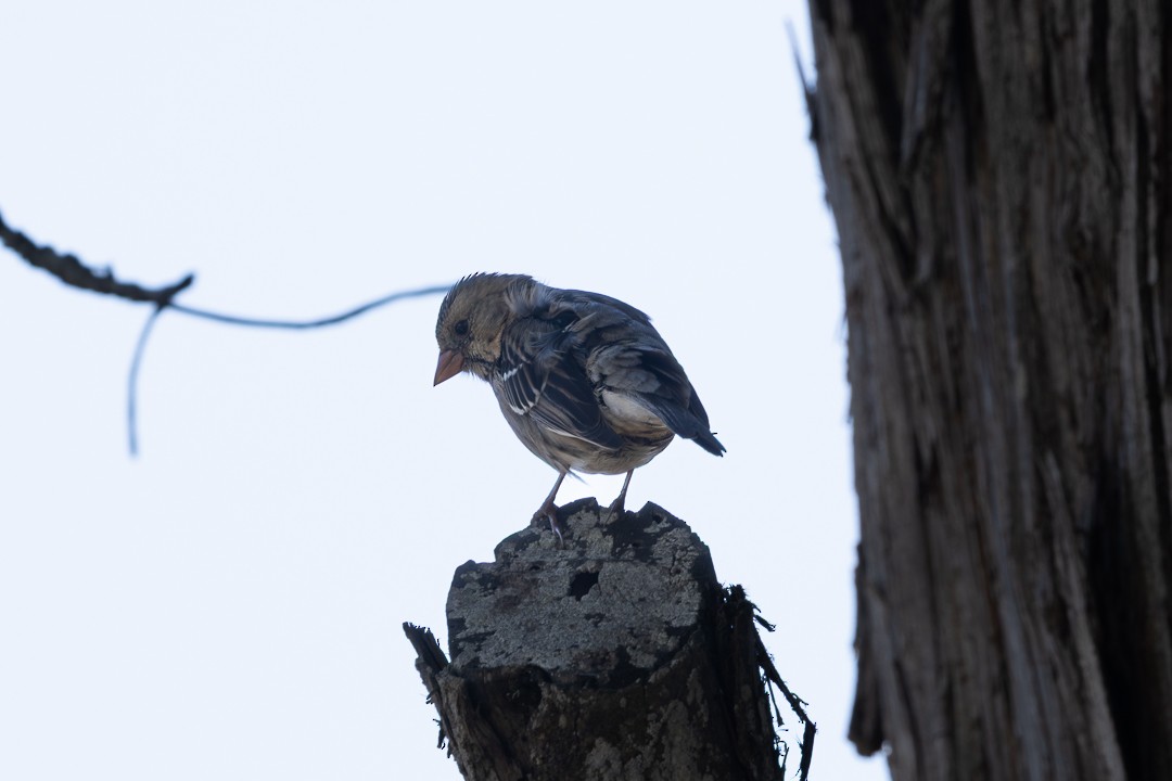 Harris's Sparrow - ML646804864
