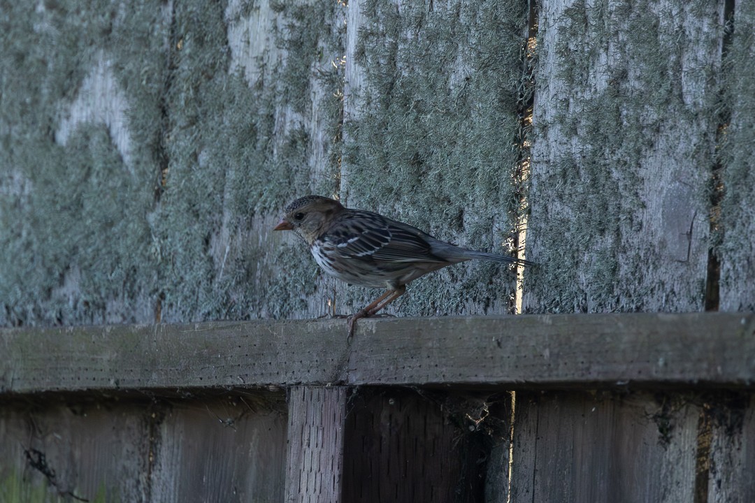 Harris's Sparrow - ML646804865