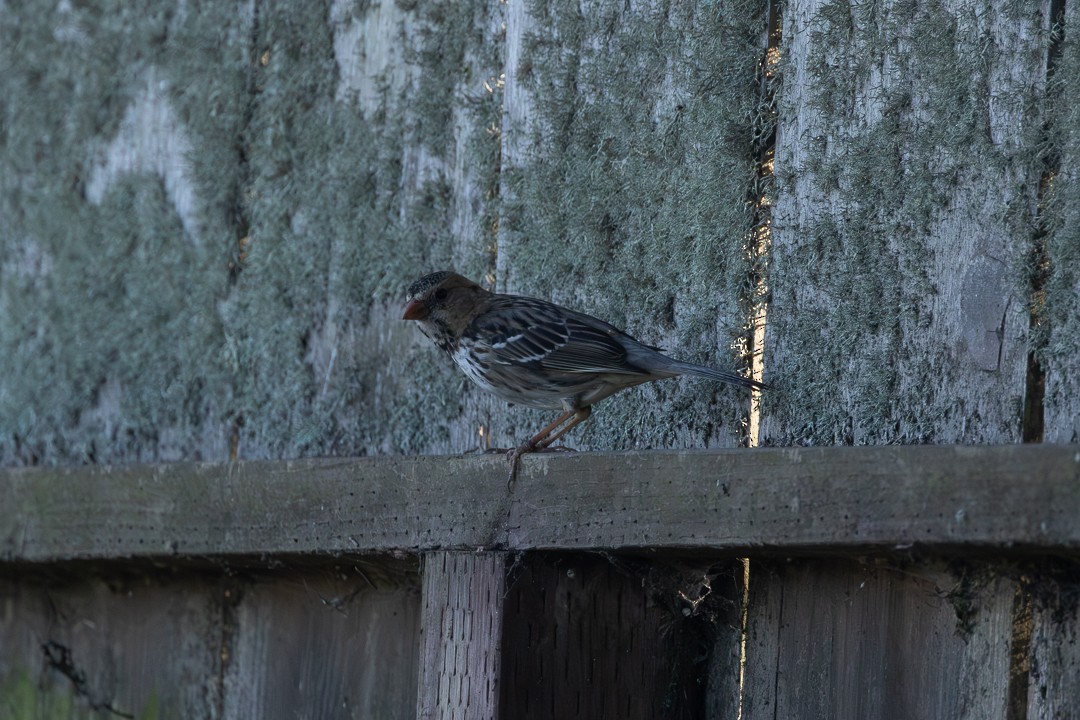 Harris's Sparrow - ML646804866