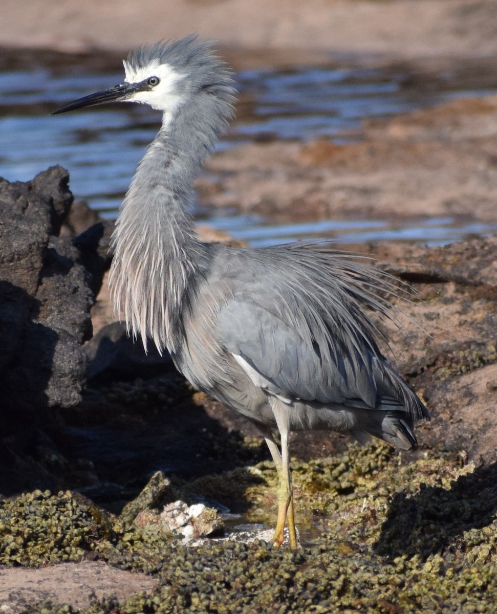 White-faced Heron - ML646804868