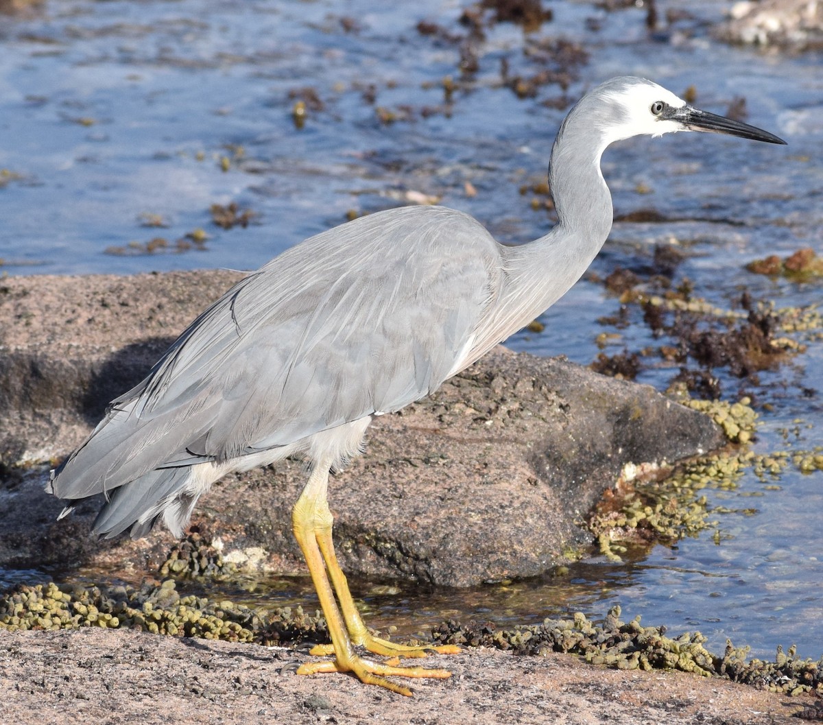 White-faced Heron - ML646804869
