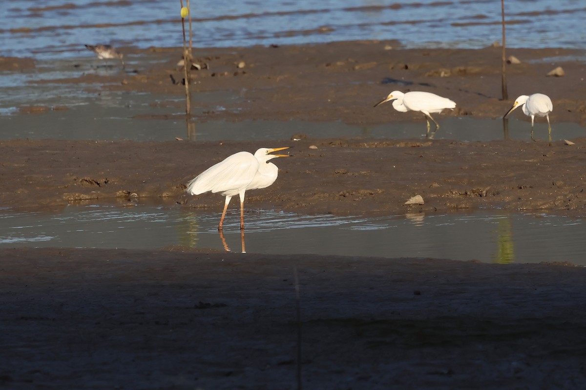 Garceta Grande - ML646804870