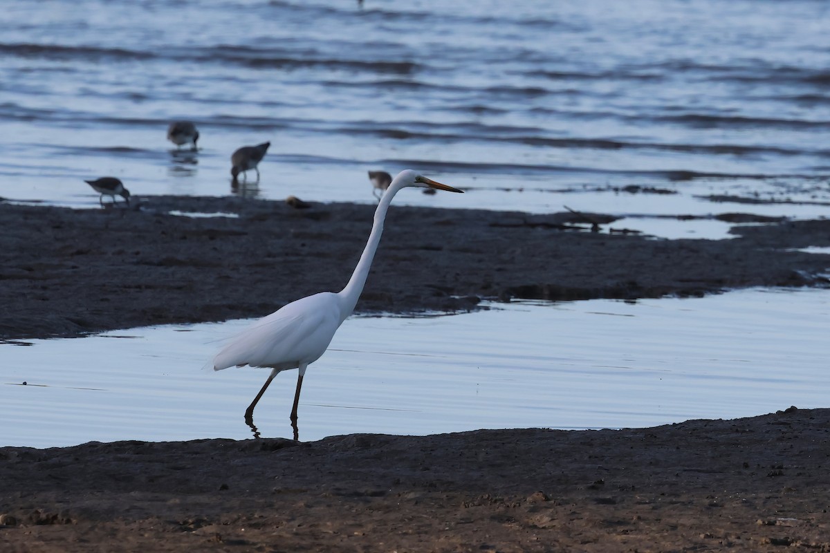 Garceta Grande - ML646804871