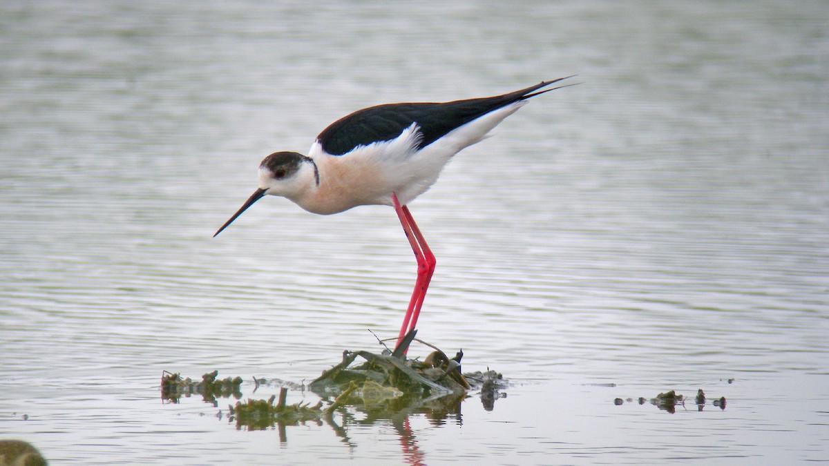 Black-winged Stilt - ML646804872