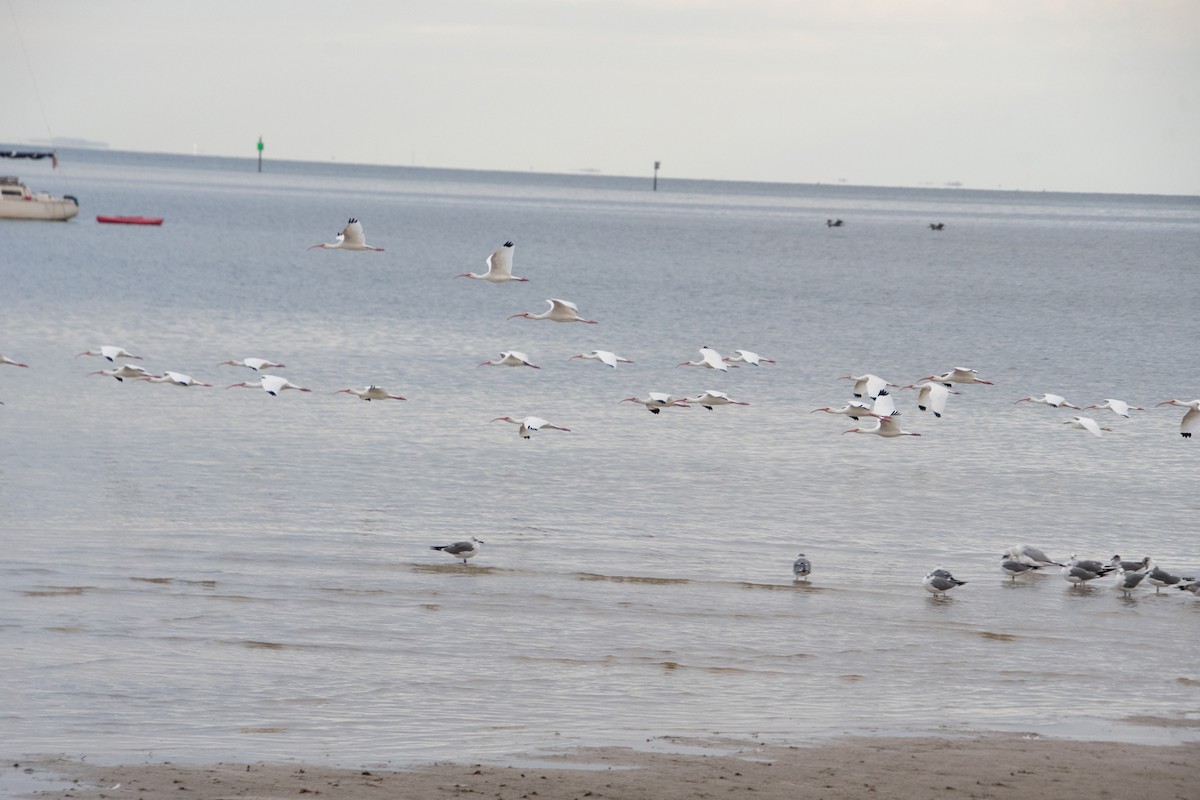 White Ibis - ML646804873