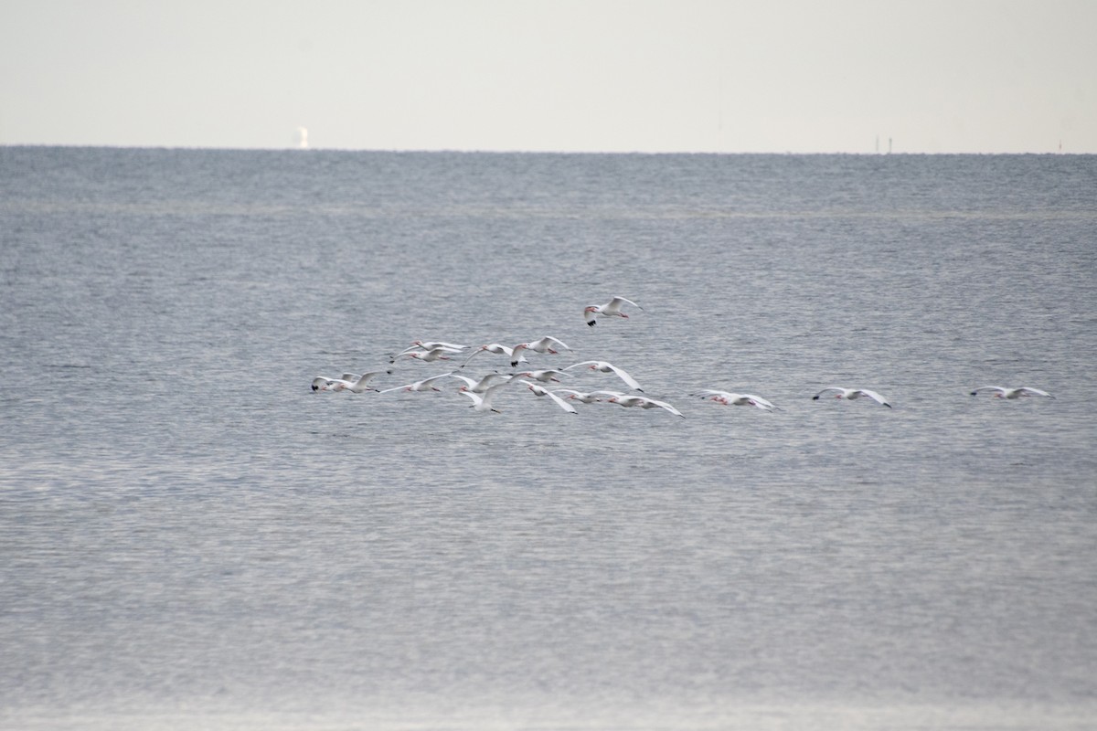 White Ibis - ML646804874