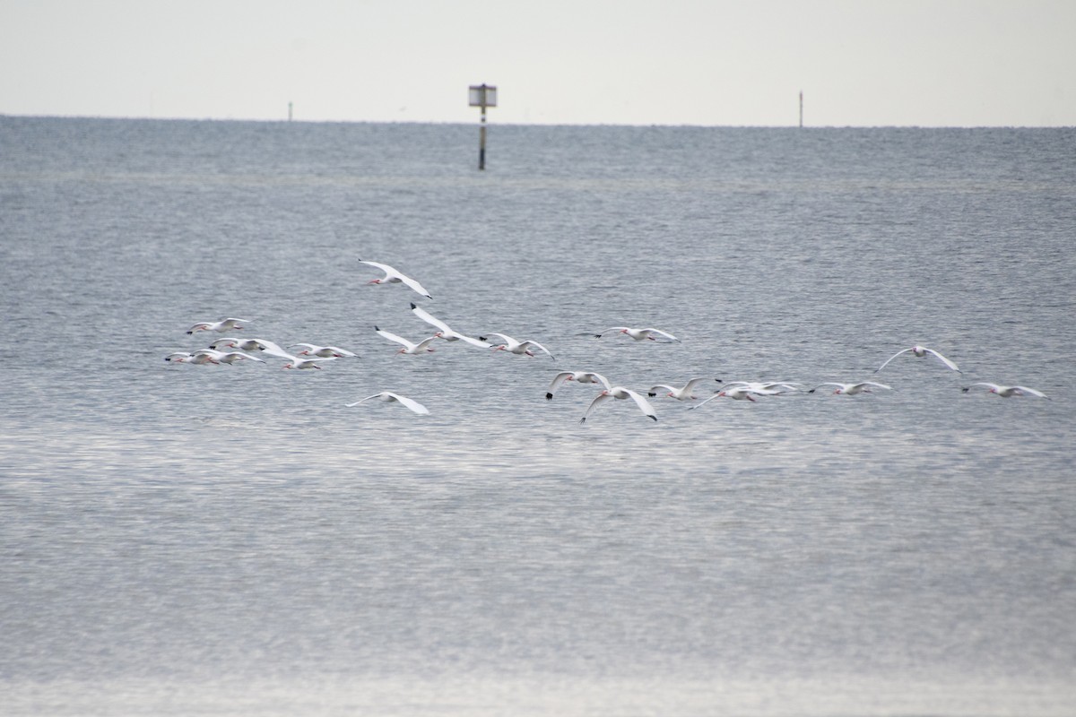 White Ibis - ML646804875