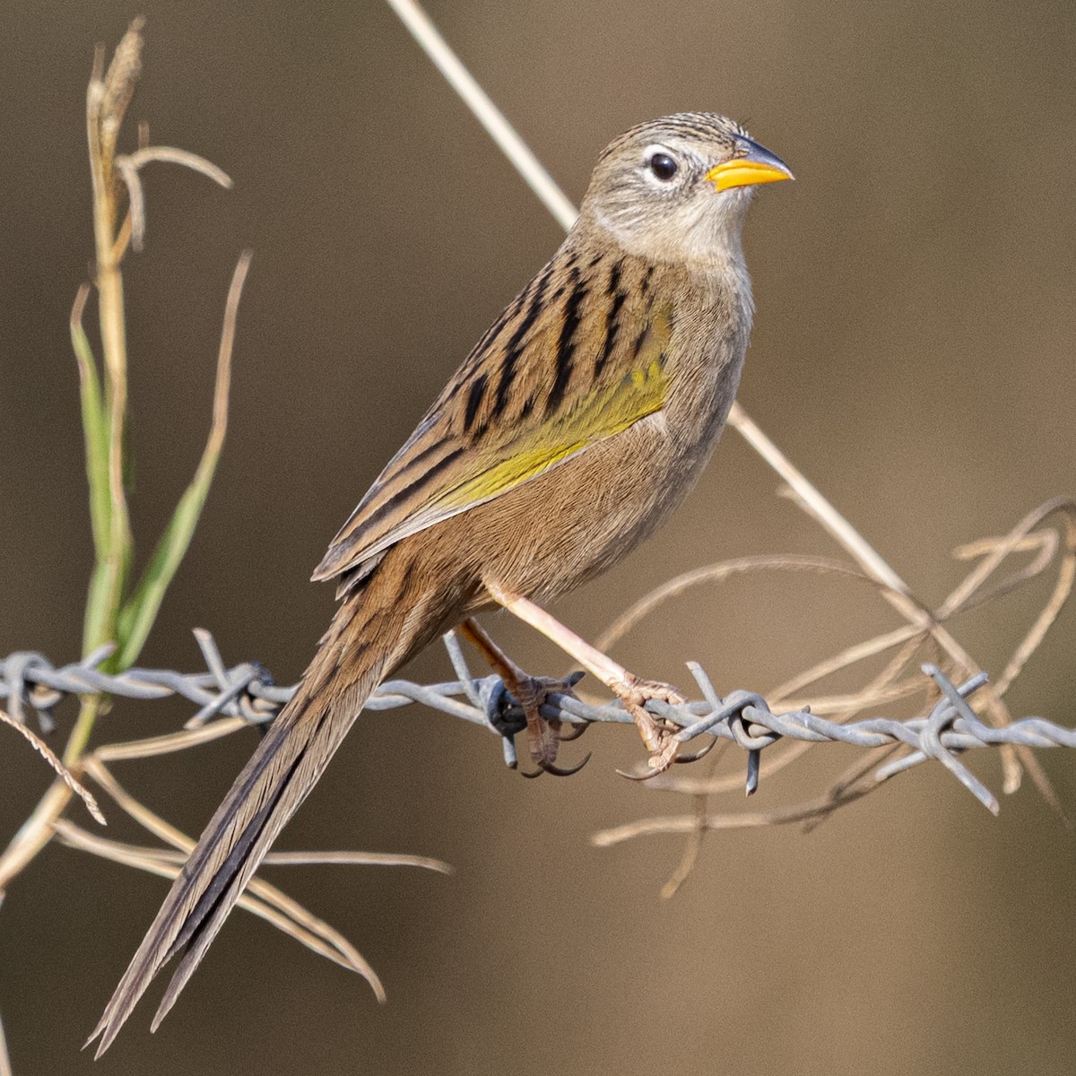 Wedge-tailed Grass-Finch - ML646804877