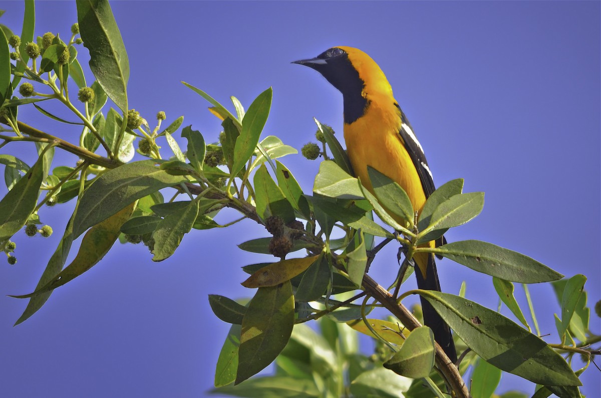 Oriole masqué - ML646804878
