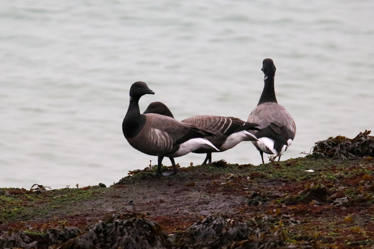 黑雁 - ML646804880