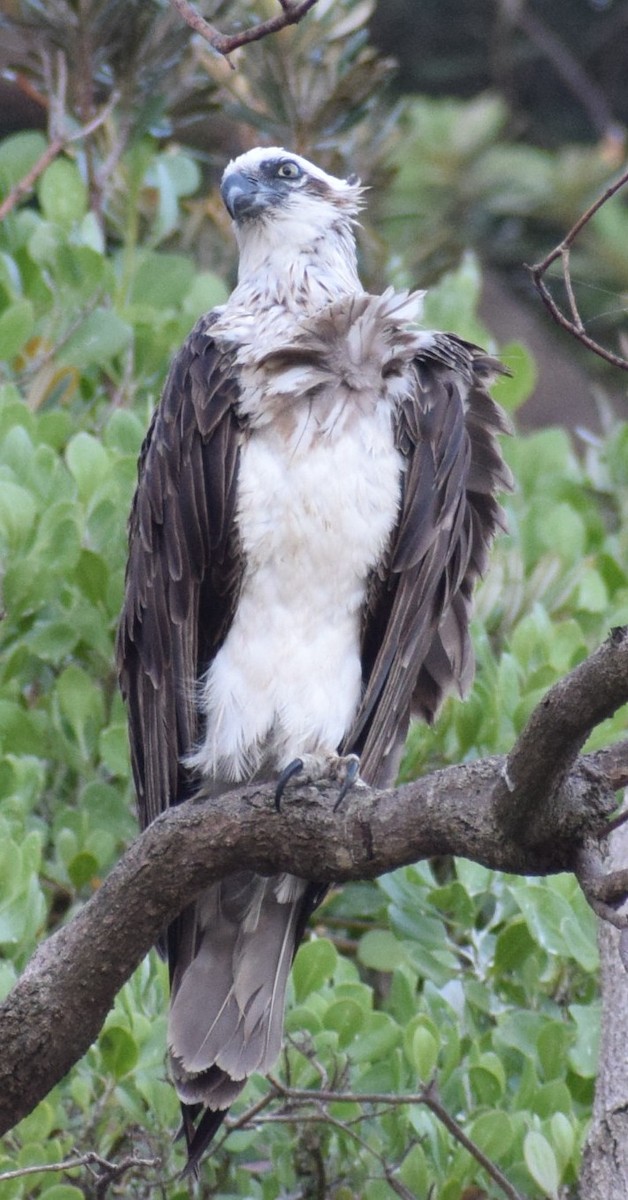 Osprey - ML646804881