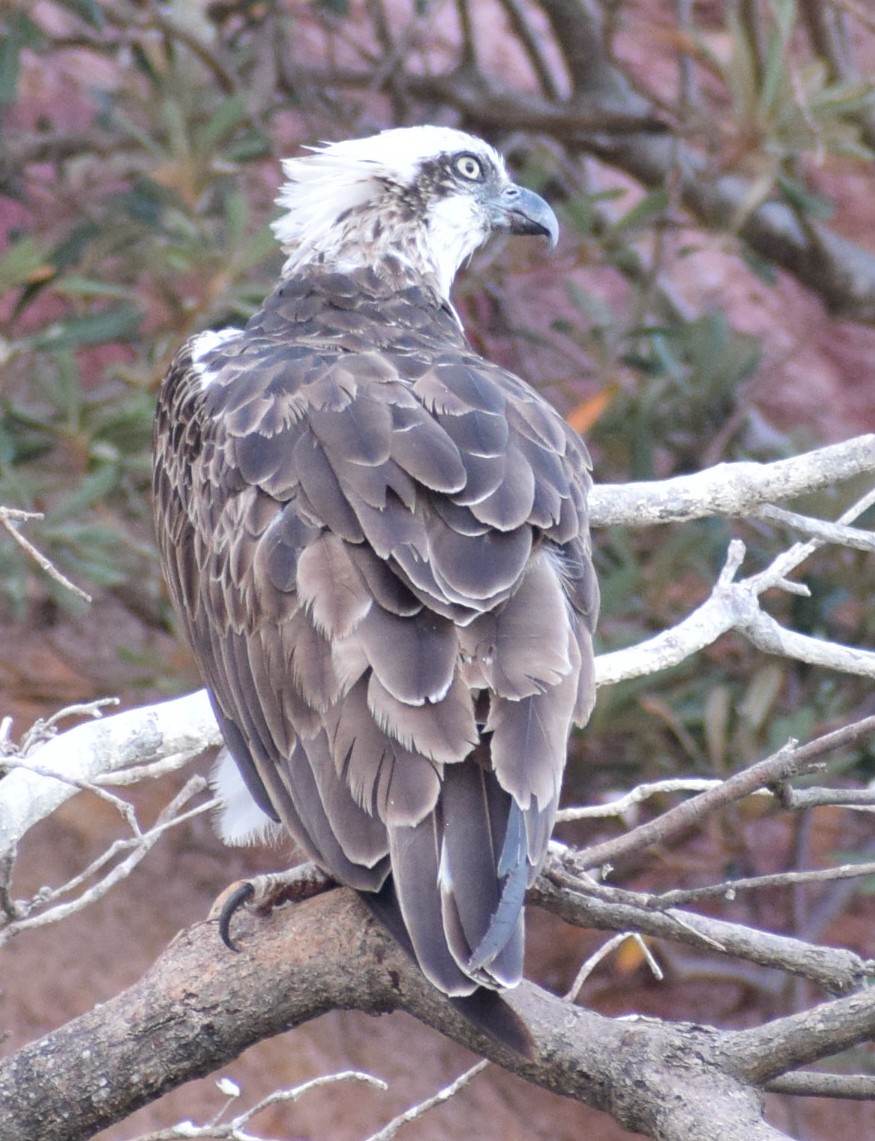 Osprey - ML646804882