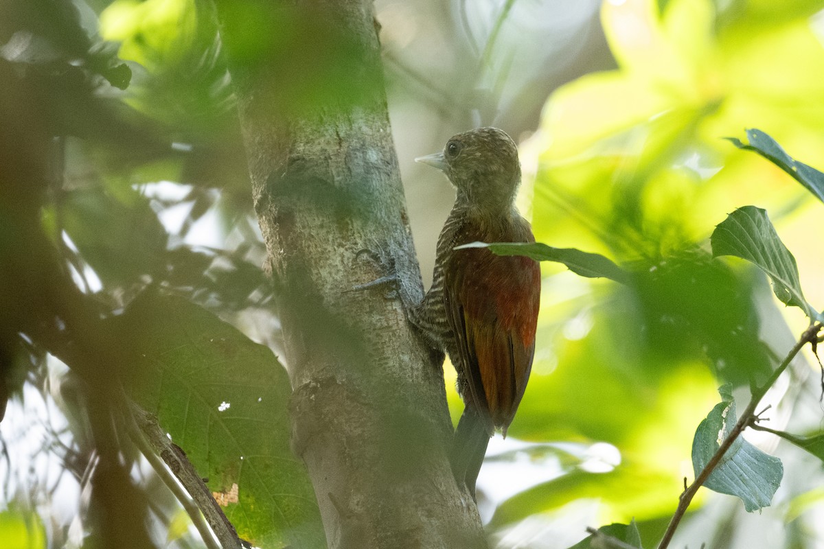 Blood-colored x Little Woodpecker (hybrid) - ML646804885