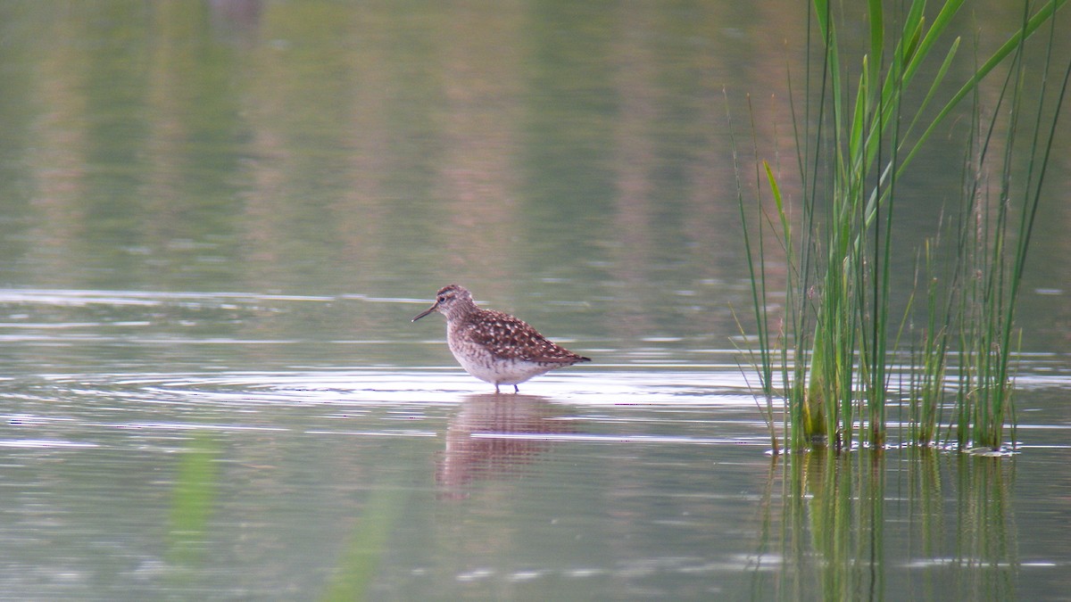 vodouš bahenní - ML646804886
