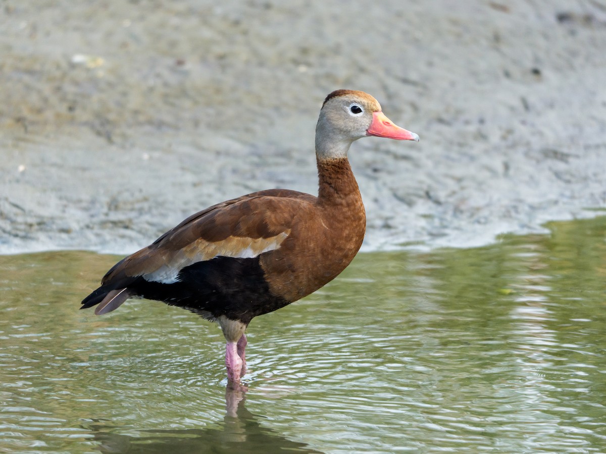 Красноклювая древесная утка - ML646804887