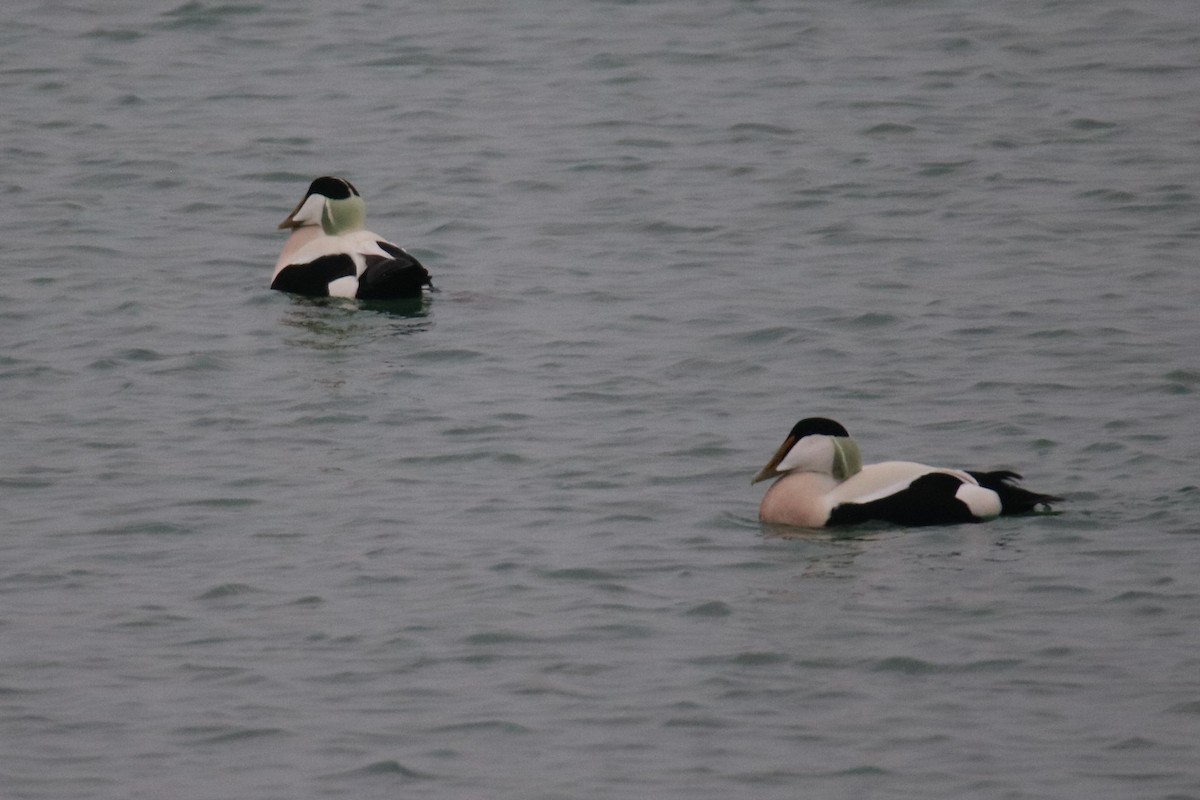 Пухівка зеленошия - ML646804889