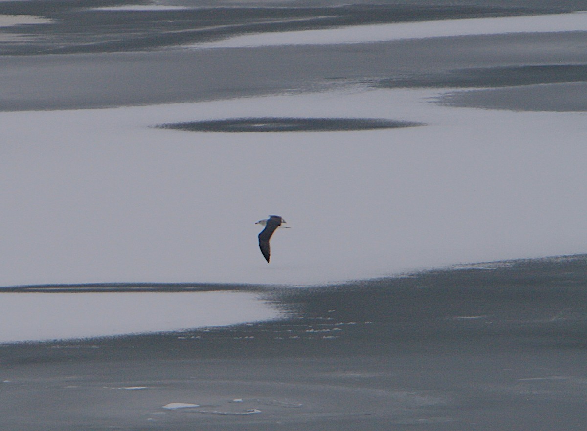 Kaio iluna - ML646804890