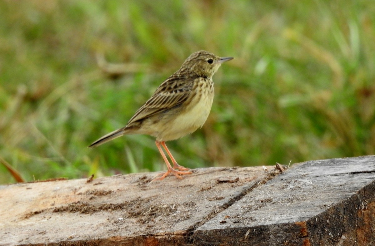 Savannenpieper - ML646804891