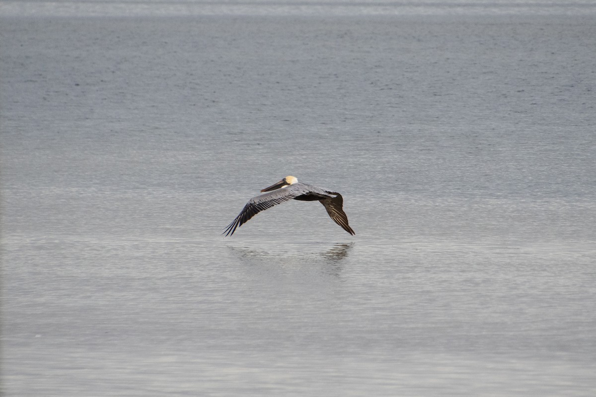Brown Pelican - ML646804892
