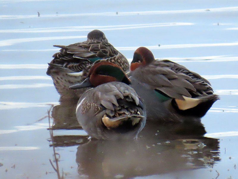 Krickente - ML646804893