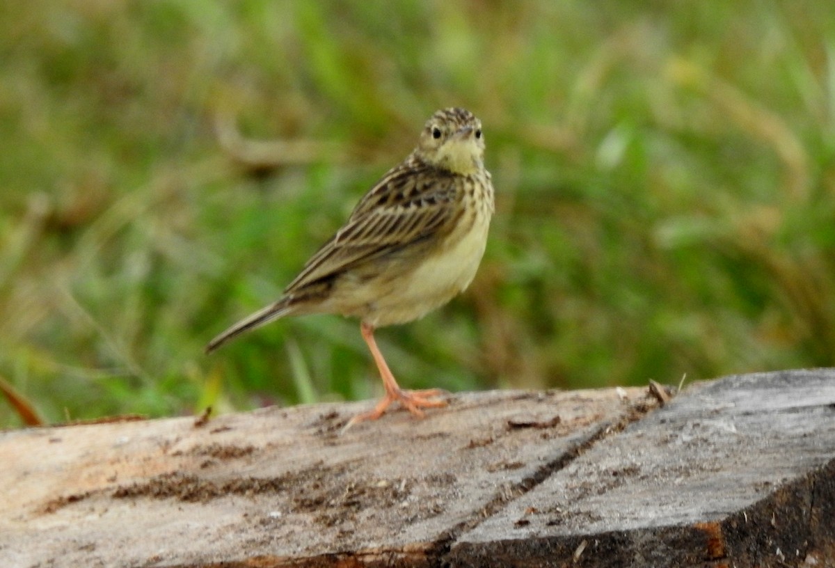 Savannenpieper - ML646804894