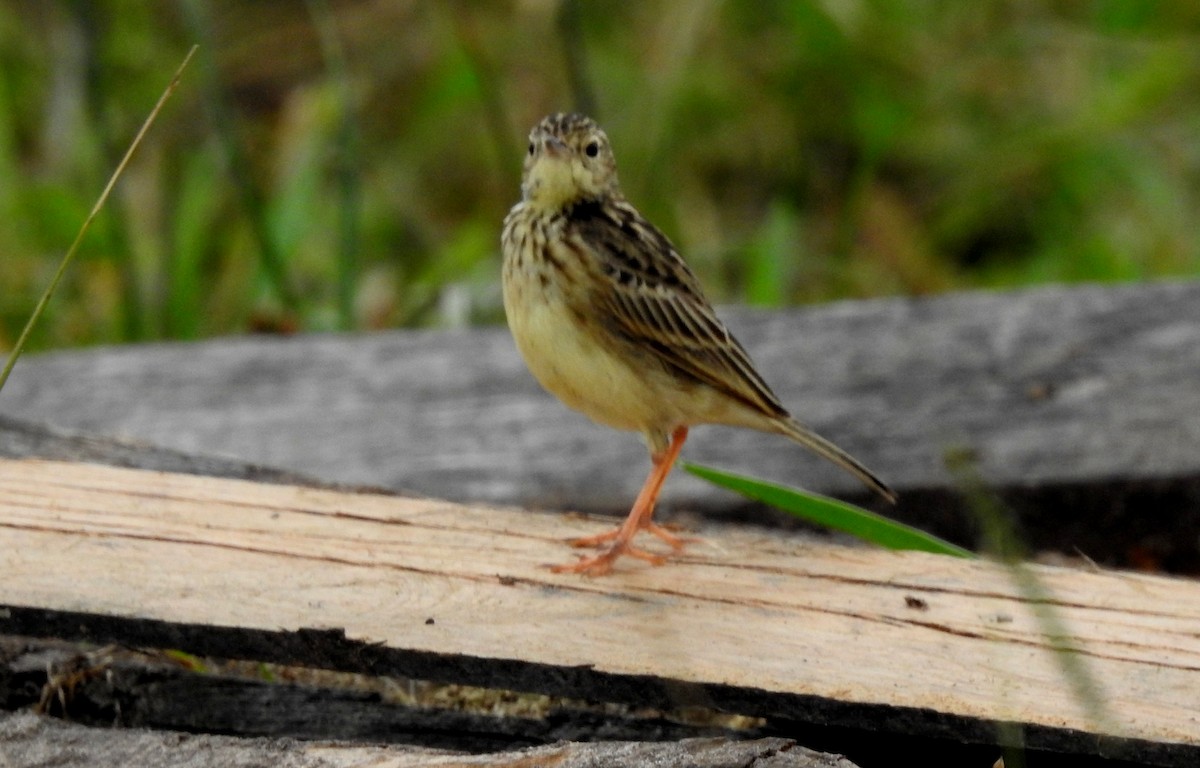 Savannenpieper - ML646804895