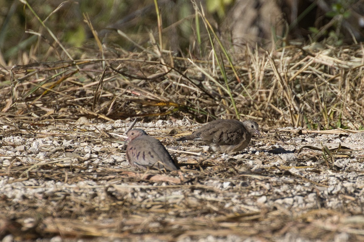 Common Ground Dove - ML646804896